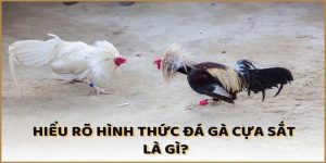 Đá Gà Cựa Sắt - Trò Chơi Hấp Dẫn Được Yêu Thích Nhất 2025