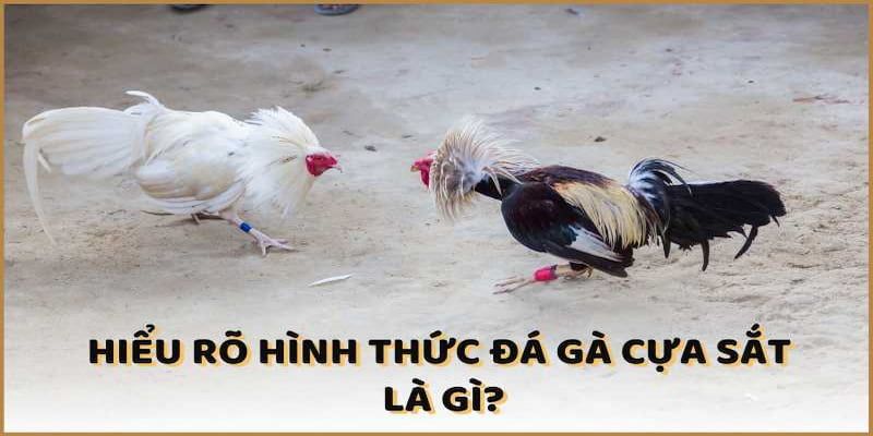 Đá Gà Cựa Sắt - Trò Chơi Hấp Dẫn Được Yêu Thích Nhất 2025