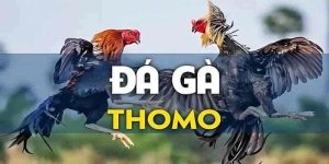 Đá Gà Thomo - Bí Quyết Chinh Phục Trực Tiếp Đá Gà Đẳng Cấp