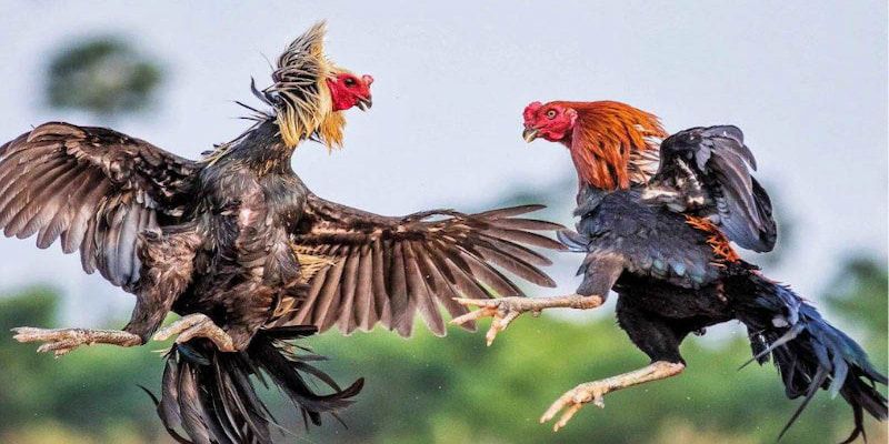 Đá gà Thomo có mức thưởng cao