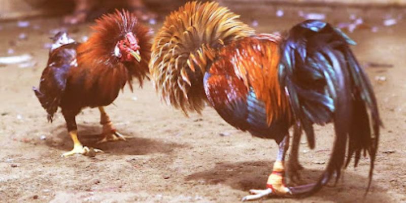 Những lưu ý khi chơi đá gà cựa sắt