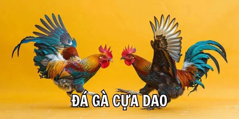 Tìm hiểu chi tiết về thông tin sư kê