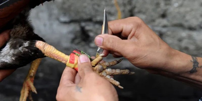 Tìm hiểu về đá gà cựa dao là gì